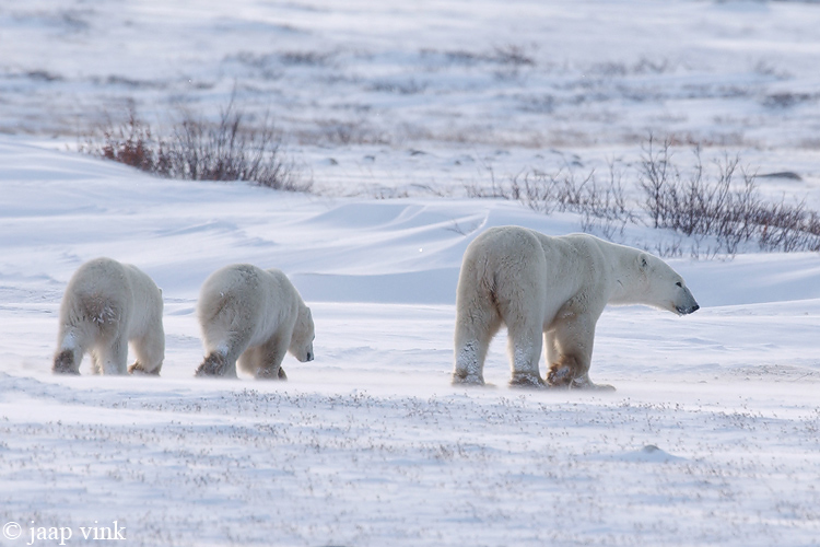 Polar Bear - IJsbeer - Ursus maritimus