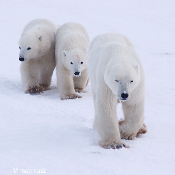 Polar Bear - IJsbeer - Ursus maritimus