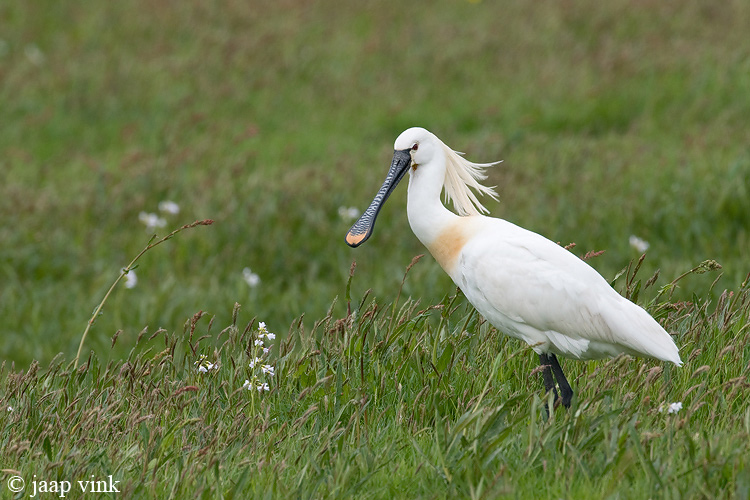 Spoonbill - Lepelaar - Platalea leucorodia