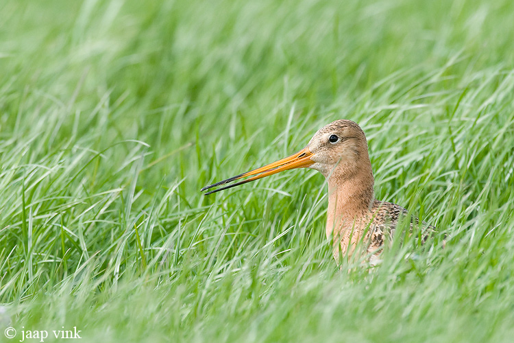 Black-tailed Godwit - Grutto - Limosa limosa