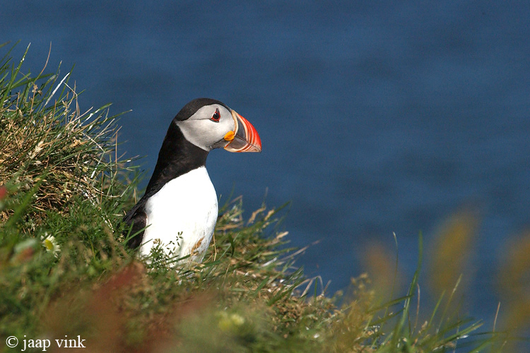 Atlantic Puffin - Papegaaiduiker - Fratercula arctica