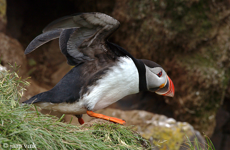 Atlantic Puffin - Papegaaiduiker - Fratercula arctica