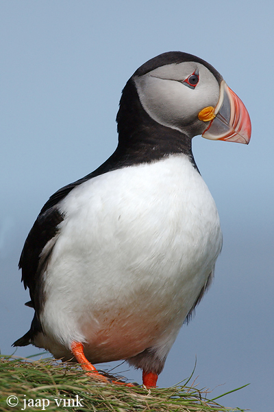 Atlantic Puffin - Papegaaiduiker - Fratercula arctica