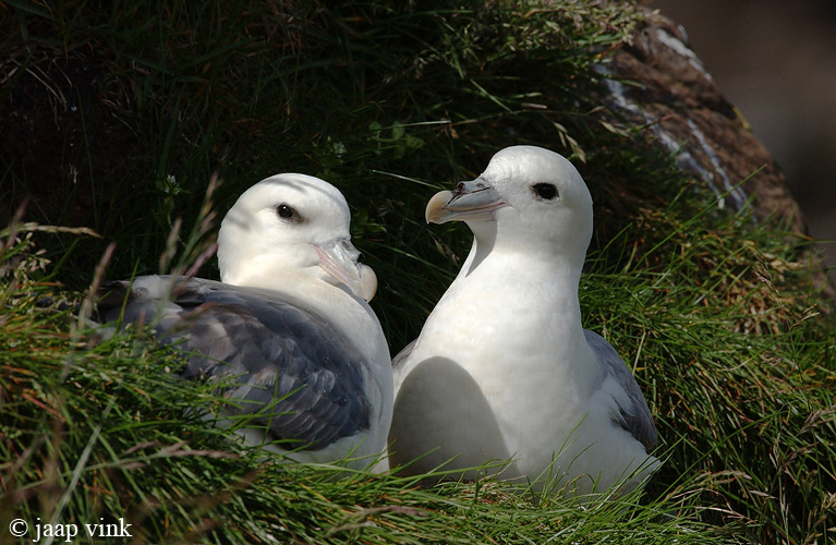 Northern Fulmar - Noordse Stormvogel - Fulmarus glacialis