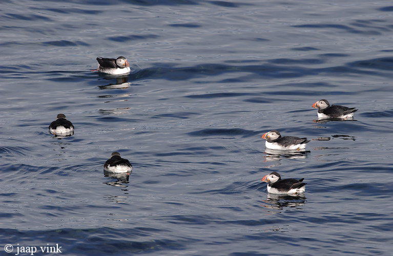Atlantic Puffin - Papegaaiduiker - Fratercula arctica