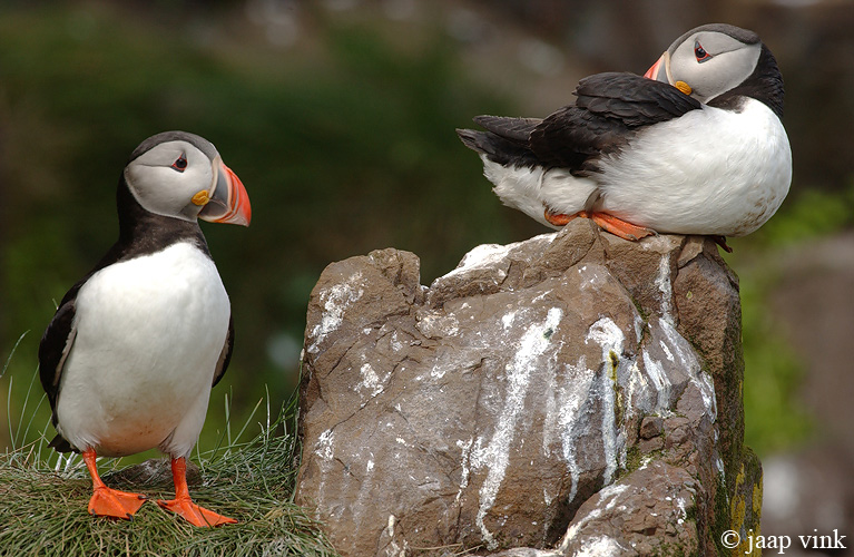 Atlantic Puffin - Papegaaiduiker - Fratercula arctica