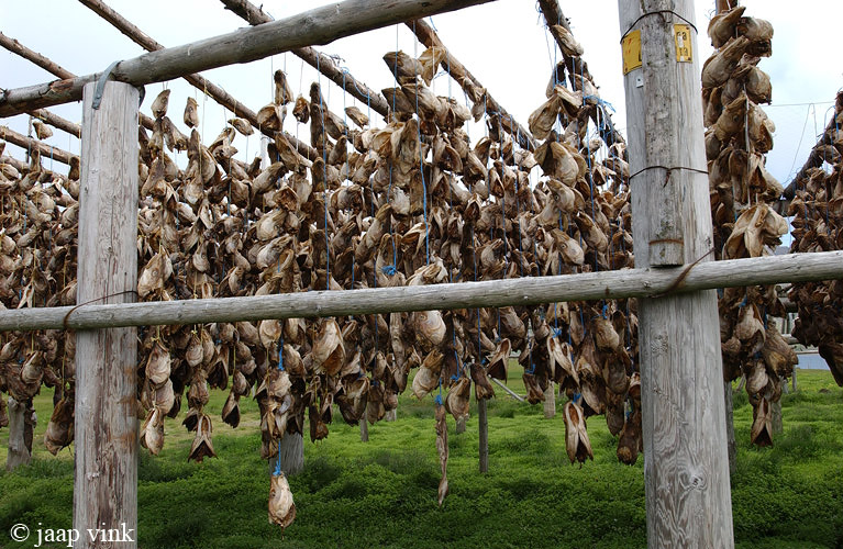 Drying Cod heads