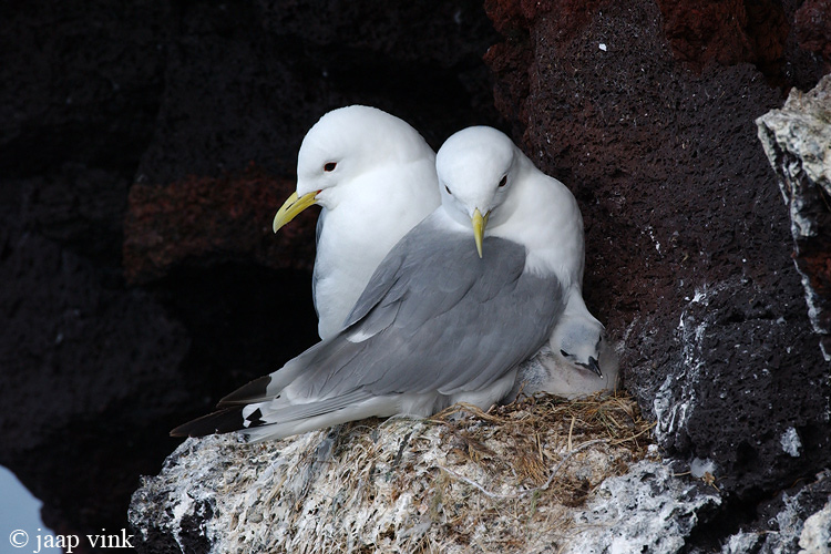 Kittiwake - Drieteenmeeuw - Rissa tridactyla