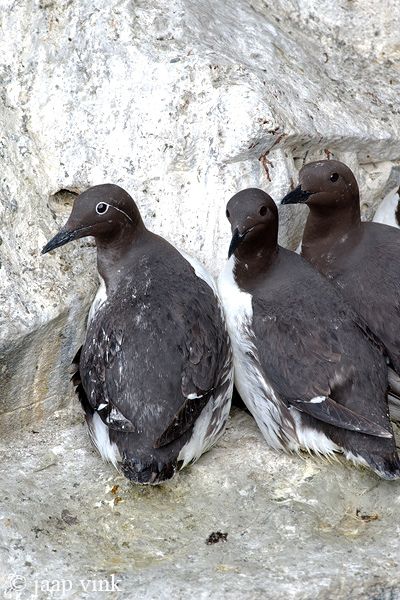 Guillemot - Zeekoet - Uria aalge