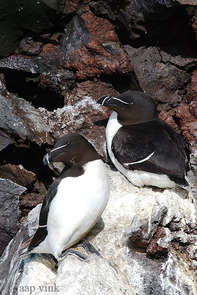Razorbill - Alk - Alca torda
