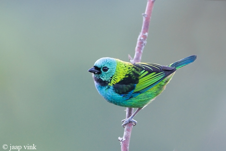 Green-headed Tanager - Prachttangare - Tangara seledon