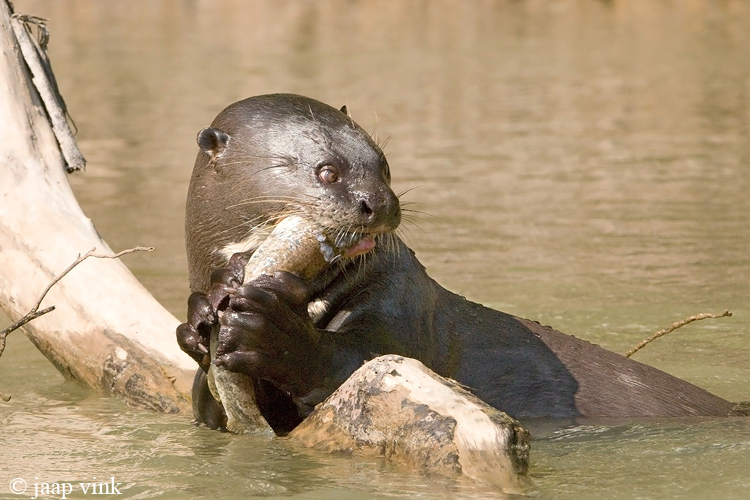 Giant Otter - Reuzenotter - Pteronura brasiliensis