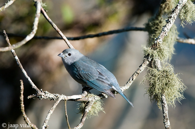 Sayaca Tanager - Sayaca-tangare - Thraupis sayaca