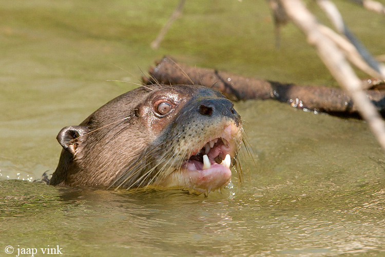 Giant Otter - Reuzenotter - Pteronura brasiliensis