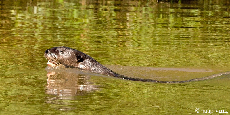 Giant Otter - Reuzenotter - Pteronura brasiliensis