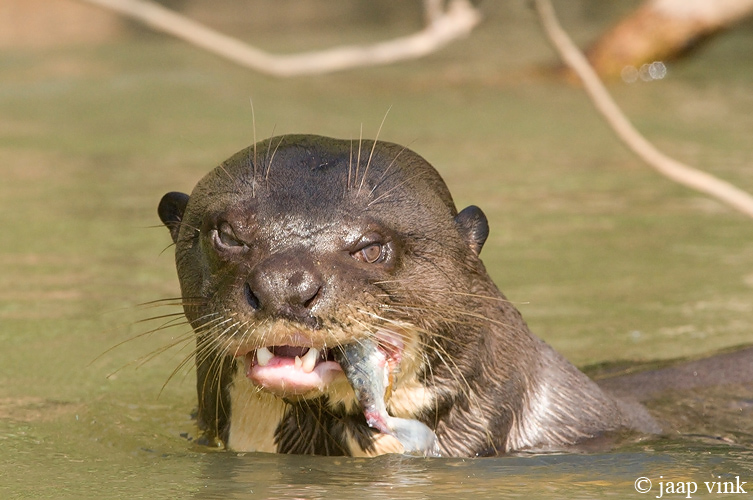 Giant Otter - Reuzenotter - Pteronura brasiliensis