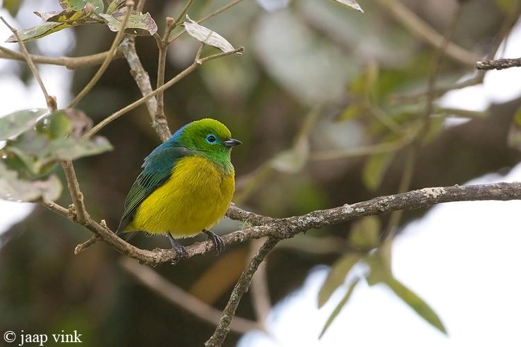Blue-naped Chlorophonia - Blauwnek-organist - Chlorophonia cyanea