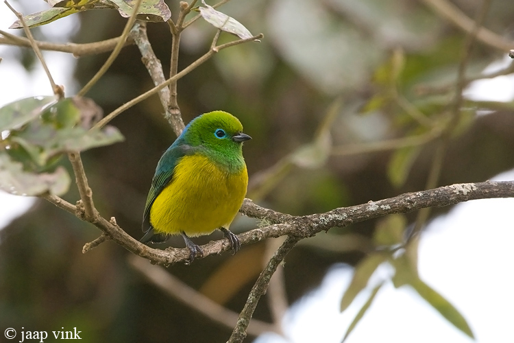 Blue-naped Chlorophonia - Blauwnek-organist - Chlorophonia cyanea