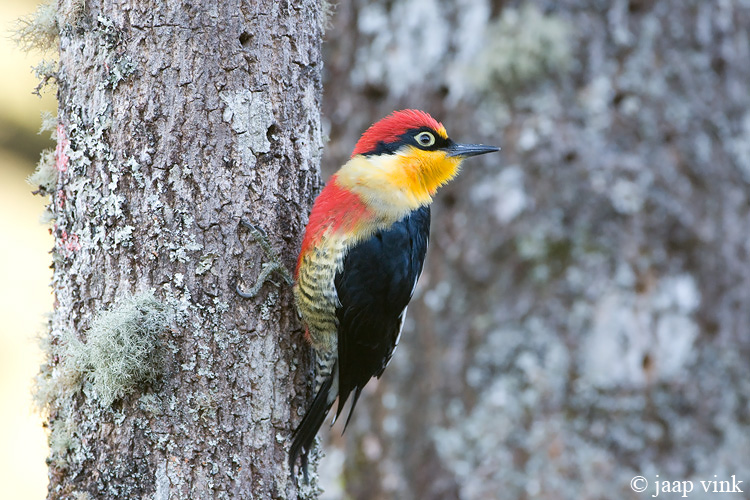 Yellow-fronted Woodpecker - Goudmaskerpecht - Melanerpes flavifrons
