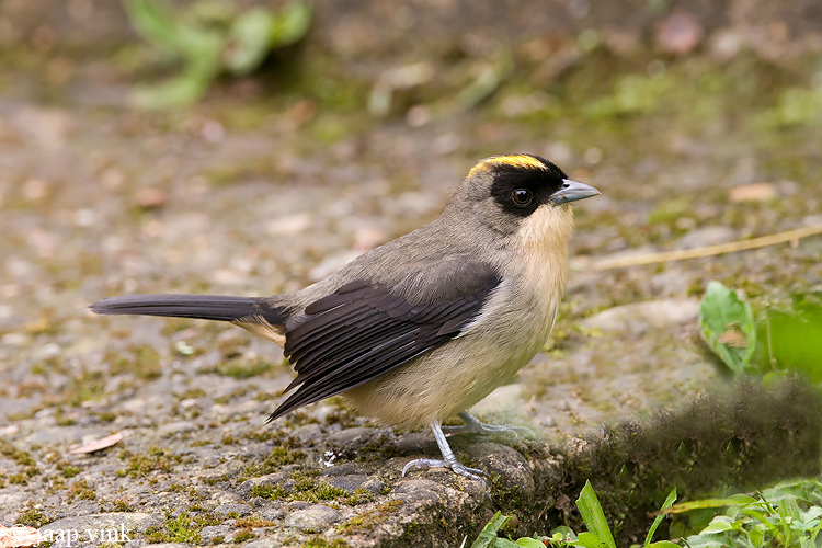 Black-goggled Tanager - Zwartbril-tangare - Trichothraupis melanops