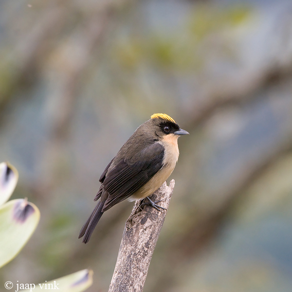 Black-goggled Tanager - Zwartbril-tangare - Trichothraupis melanops