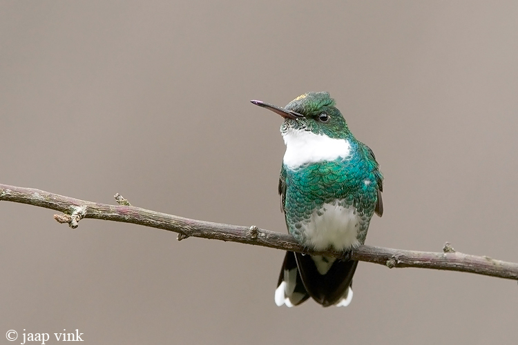 White-throated Hummingbird - Witkeelkolibrie - Leucochloris albicollis