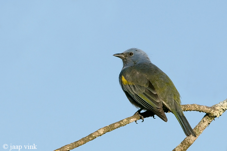 Golden-chevroned Tanager - Goudschub-tangare - Thraupis ornata