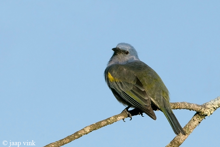 Golden-chevroned Tanager - Goudschub-tangare - Thraupis ornata