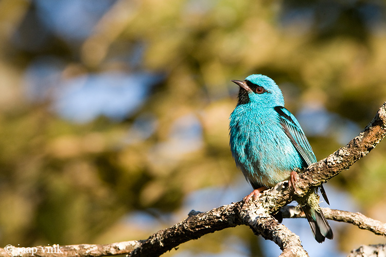 Blue Dacnis - Blauwe Pitpit - Dacnis cayana
