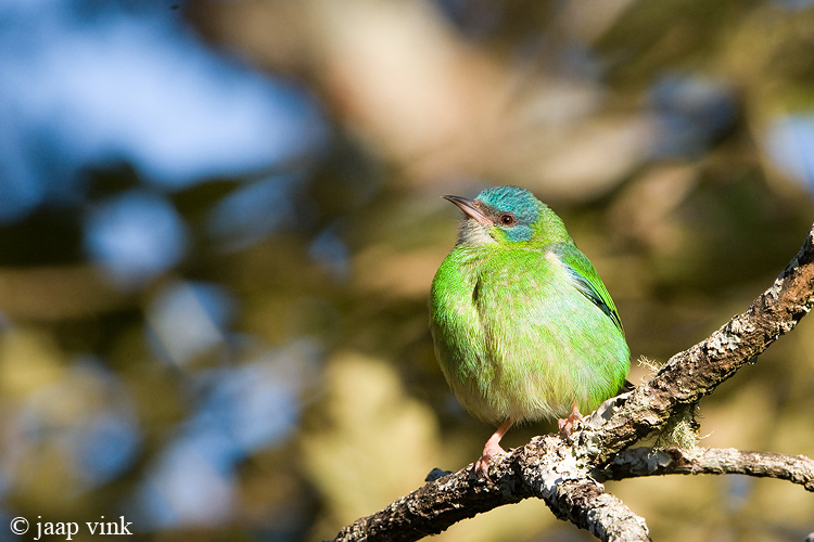 Blue Dacnis - Blauwe Pitpit - Dacnis cayana