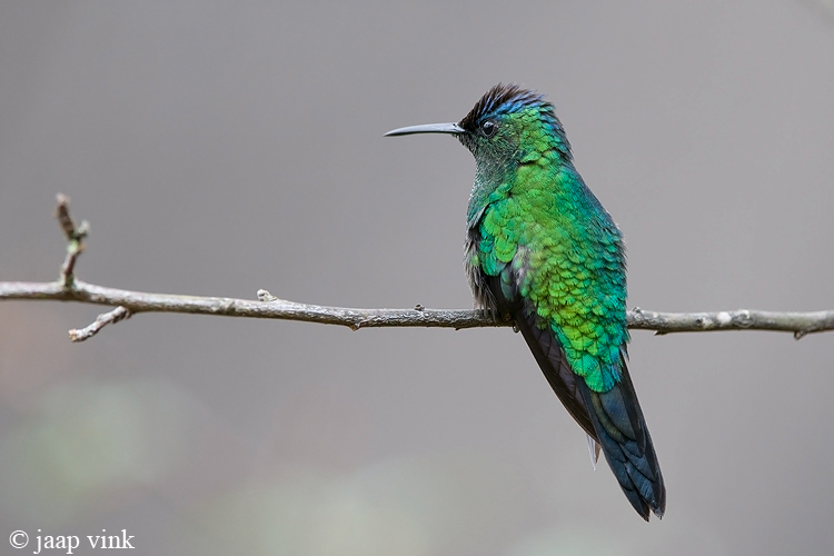 Violet-capped Woodnymph - Violetkapbosnimf - Thalurania glaucopis