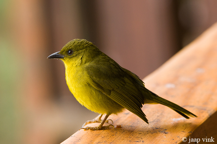 Olive-green Tanager - Olijftangare - Orthogonys chloricterus
