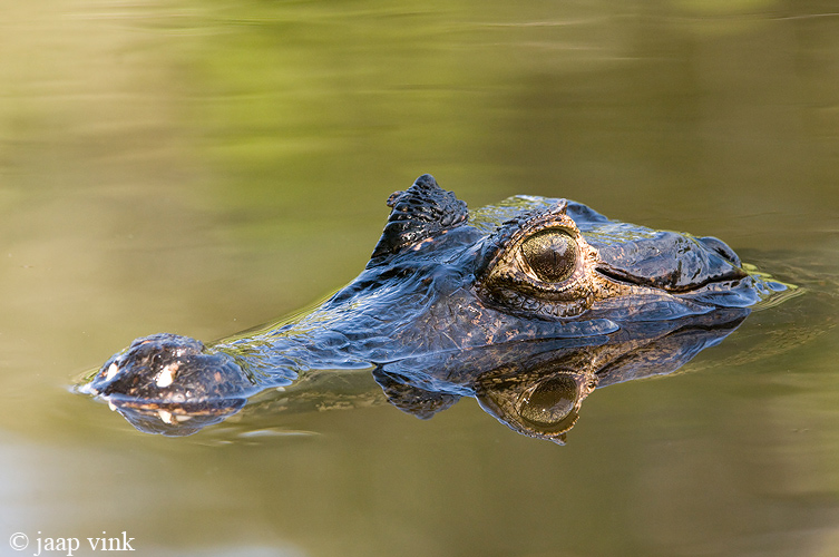 Yacare Caiman - Yacarekaaiman - Caiman yacare