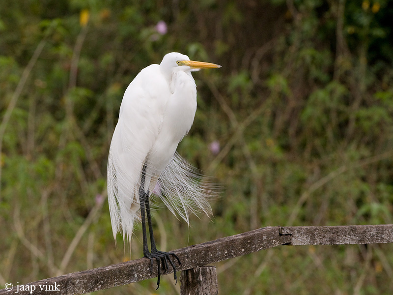 Great Egret - Grote Zilverreiger - Ardea alba
