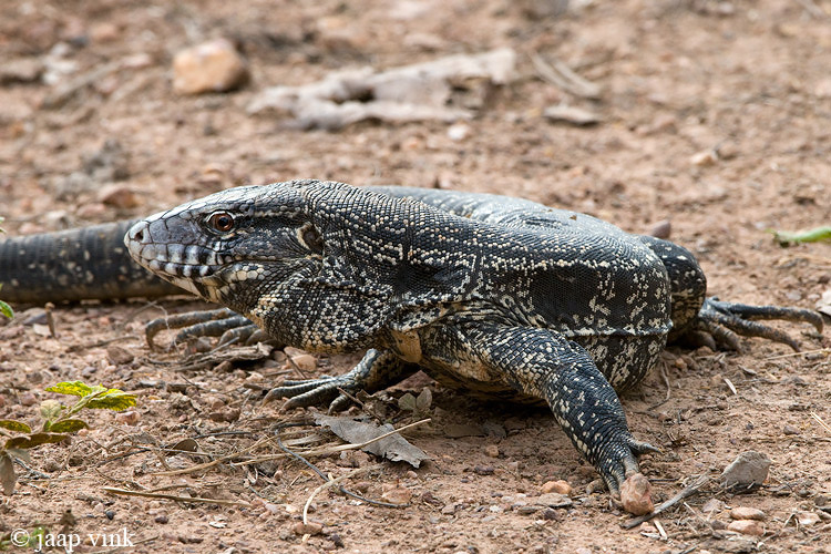 Tegu Lizzard - Teju hagedis - Tupinambis spec.