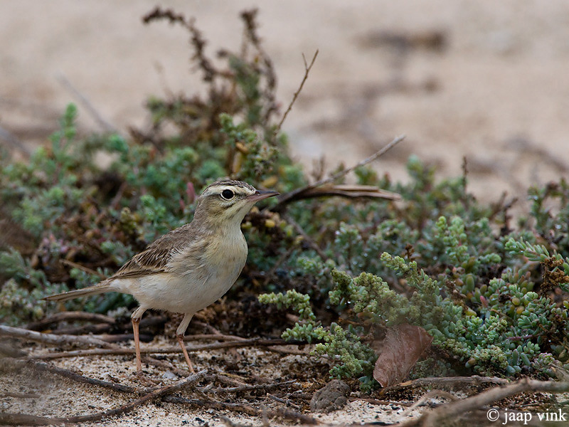 Tawny Pipit - Duinpieper - Anthus campestris