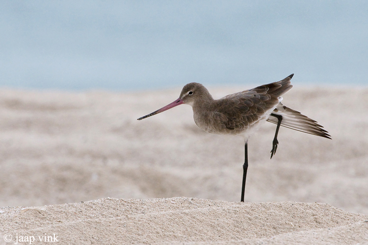 Black-tailed Godwit - Grutto - Limosa limosa