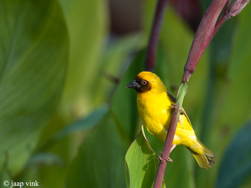 Rppells Weaver - Rppell-wever - Ploceus galbula