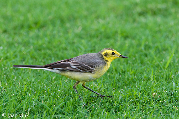 Citrine Wagtail - Citroenkwikstaart - Motacilla citreola