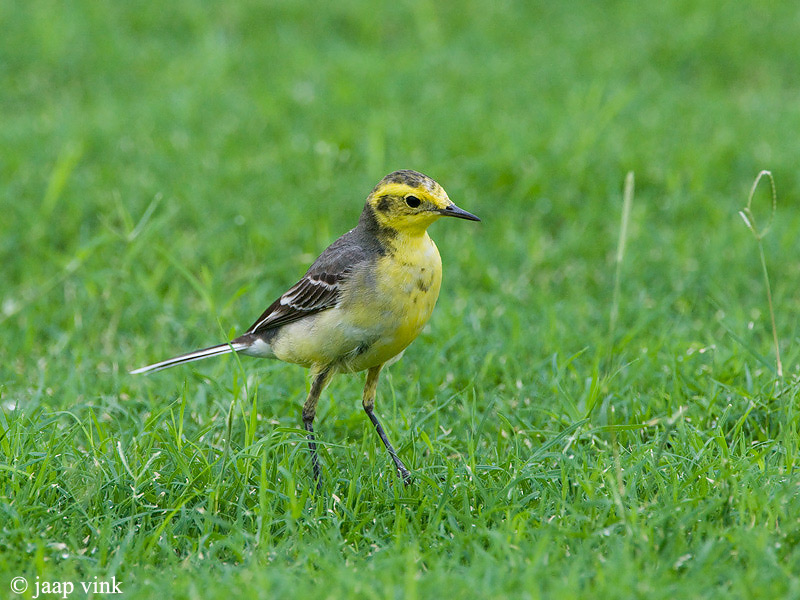 Citrine Wagtail - Citroenkwikstaart - Motacilla citreola