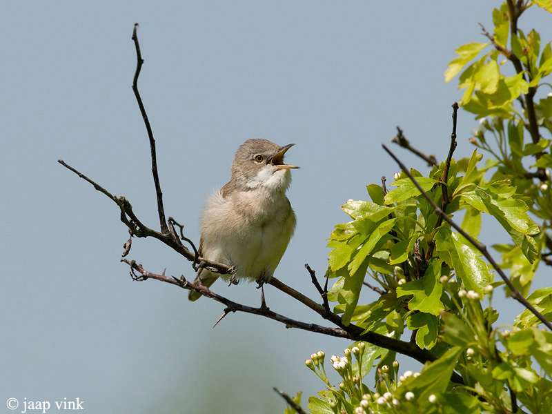 Whitethroat - Grasmus - Sylvia communis