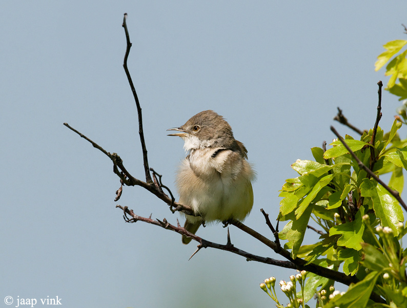 Whitethroat - Grasmus - Sylvia communis