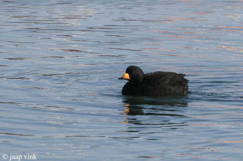 American Scoter - Amerikaanse Zeeend - Melanitta americana