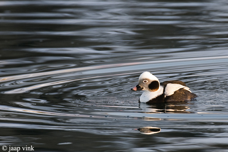 Long-tailed Duck - IJseend - Clangula hyemalis