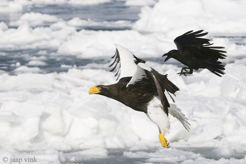 Stellers Sea-Eagle - Stellers Zeearend - Haliaeetus pelagicus