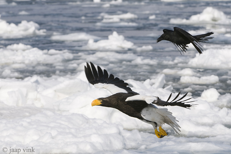 Stellers Sea-Eagle - Stellers Zeearend - Haliaeetus pelagicus