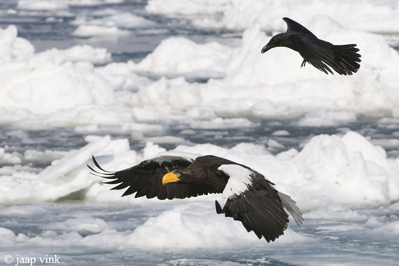 Stellers Sea-Eagle - Stellers Zeearend - Haliaeetus pelagicus