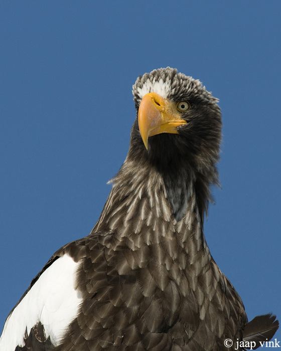Stellers Sea-Eagle - Stellers Zeearend - Haliaeetus pelagicus