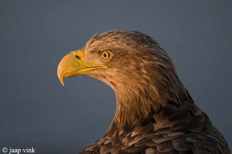 White-tailed Eagle - Zeearend - Haliaeetus albicilla