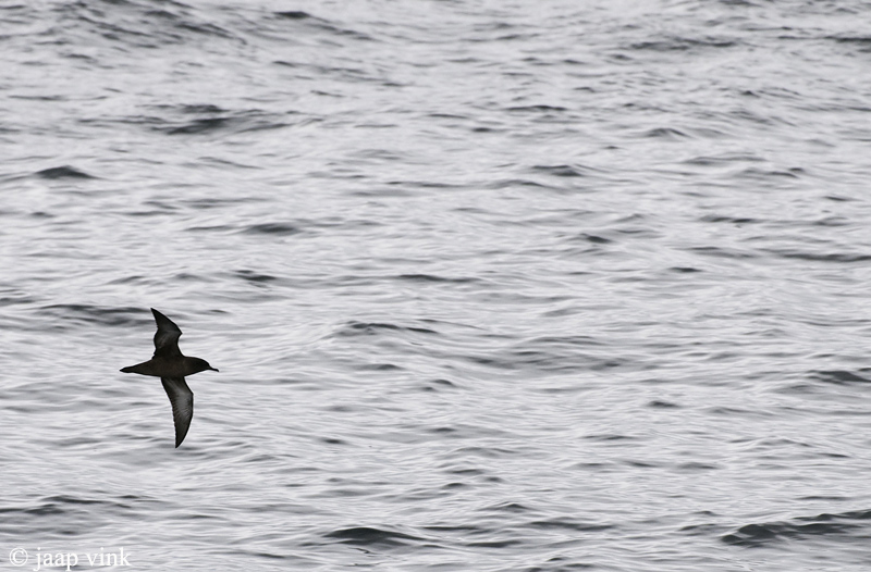 Sooty Shearwater - Grauwe Pijlstormvogel - Puffinus griseus